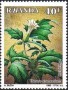 植物:非洲:卢旺达:rw198804.jpg