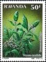 植物:非洲:卢旺达:rw198805.jpg