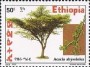 植物:非洲:埃塞俄比亚:et200201.jpg