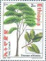 植物:非洲:埃塞俄比亚:et200204.jpg
