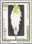 植物:非洲:埃塞俄比亚:et200302.jpg