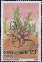 植物:非洲:津巴布韦:zw198802.jpg