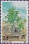 植物:非洲:津巴布韦:zw198803.jpg