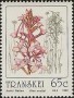 植物:非洲:特兰斯凯:tki199203.jpg