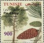 植物:非洲:突尼斯:tn201602.jpg