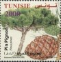 植物:非洲:突尼斯:tn201604.jpg