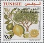 植物:非洲:突尼斯:tn201702.jpg