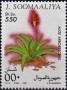植物:非洲:索马里:so199502.jpg