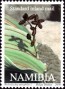 植物:非洲:纳米比亚:na200001.jpg