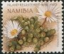 植物:非洲:纳米比亚:na200703.jpg
