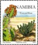 植物:非洲:纳米比亚:na200801.jpg