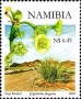 植物:非洲:纳米比亚:na200802.jpg