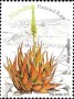 植物:非洲:纳米比亚:na201101.jpg