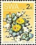 植物:非洲:西南非洲:swa197302.jpg