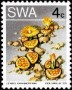 植物:非洲:西南非洲:swa197304.jpg