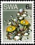 植物:非洲:西南非洲:swa197306.jpg