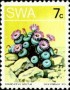 植物:非洲:西南非洲:swa197307.jpg