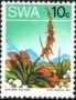 植物:非洲:西南非洲:swa197309.jpg