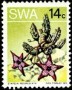 植物:非洲:西南非洲:swa197310.jpg
