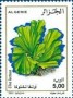 植物:非洲:阿尔及利亚:dz200301.jpg