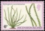 植物:非洲:阿森松:ac198002.jpg