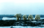 欧洲和北美洲:俄罗斯:弗兰格尔岛保护区的自然系统:20180607-154726.png