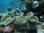 欧洲和北美洲:法国:新喀里多尼亚舄湖_礁石多样性和相关生态系统:20180627-125530.png