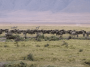 非洲:坦桑尼亚:塞伦盖蒂国家公园:20180520-101628.png