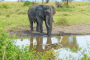 非洲:坦桑尼亚:塞伦盖蒂国家公园:20180520-102403.png