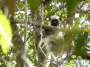 非洲:马达加斯加:黥基_德_贝马拉哈自然保护区:20180529-234802.png